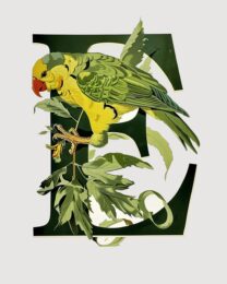 "E" Botanical Bird Alphabet 8"x10" Art Print