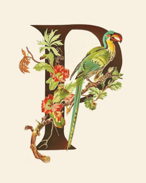 "P" Botanical Bird Alphabet 8"x10" Art Print