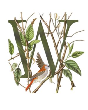 "W" Twig Botanical Bird Alphabet 8"x10" Art Print