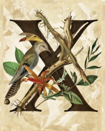 "X" Botanical Bird Alphabet 8"x10" Art Print