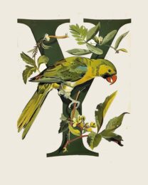 "Y" Botanical Bird Alphabet 8"x10" Art Print