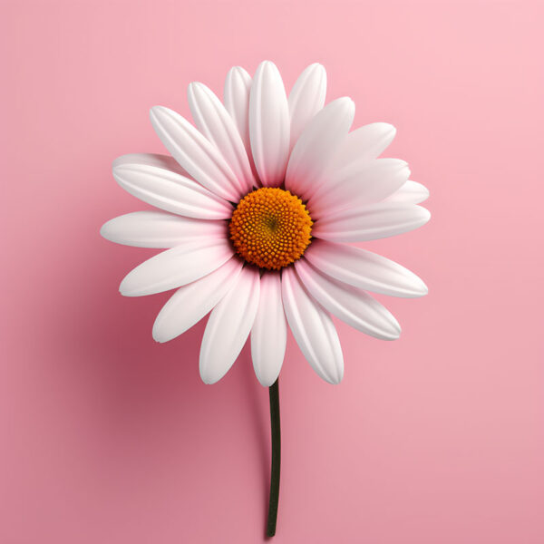 Minimalist White Daisy on Pink Background Art Print