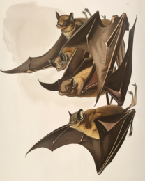 Bat Gathering Art Print