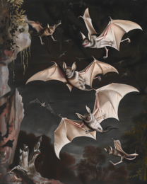 Bats at Night Art Print