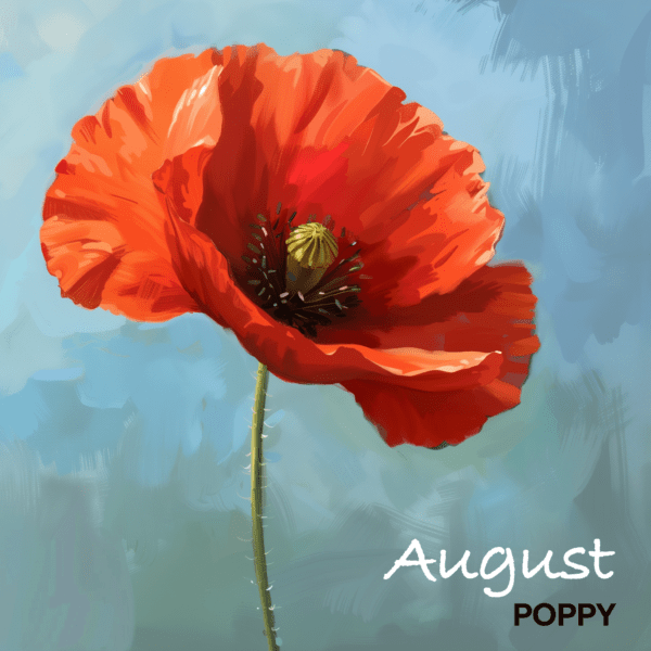 AUGUST POPPY flower art print