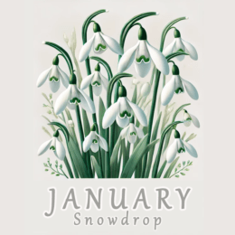 Snowdrop January Birth Flower Art Print