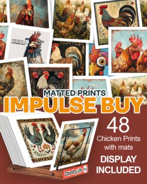 Chicken Art Print Collection with Retail Display