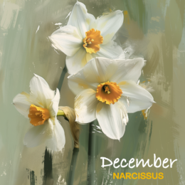 DECEMBER NARCISSUS flower art print