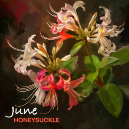 JUNE HONEYSUCKLE flower art print