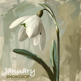 January snowdrop flower art print