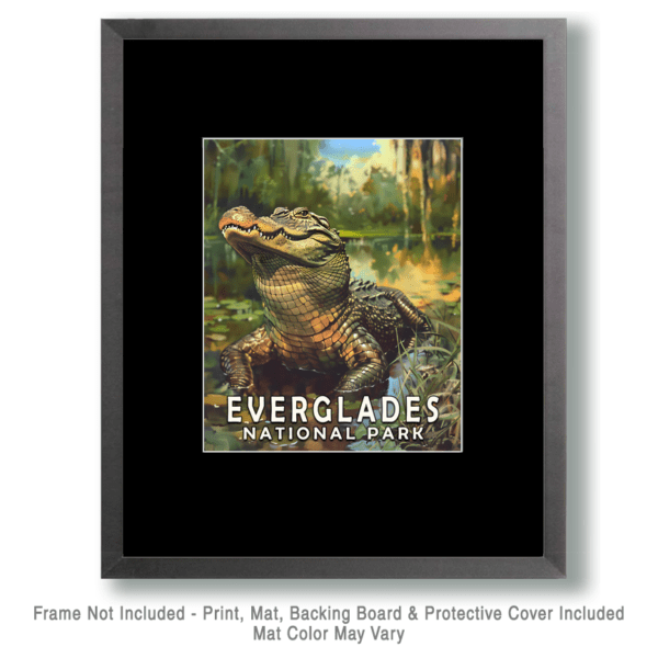 Alligator - Mowbi's Everglades National Park Wall Art Print Collection