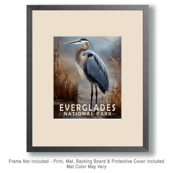 Great Blue Heron Art Print - Mowbi's Everglades