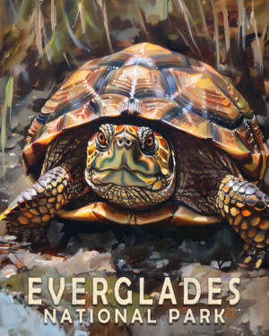 Box Turtle Art Print - Mowbi's Everglades National Park