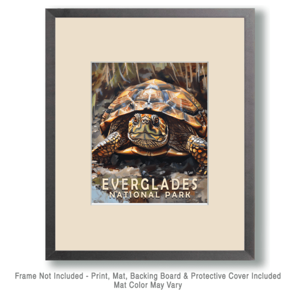 Box Turtle Art Print - Mowbi's Everglades