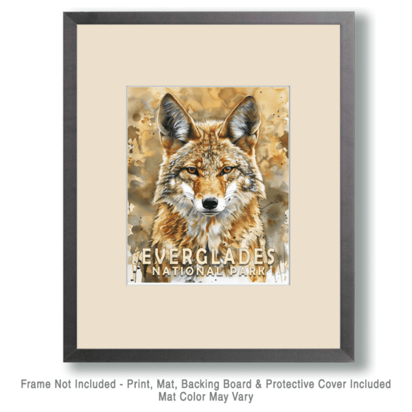 Coyote Art Print - Mowbi's Everglades