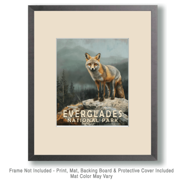 Gray Fox Art Print - Mowbi's Everglades