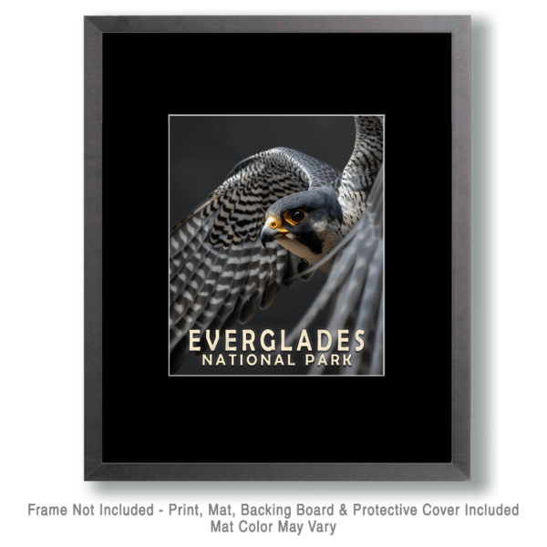 Osprey Art Print - Mowbi's Everglades