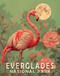 Pink Flamingo Art Print - Mowbi's Everglades National Park