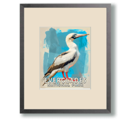Red Footed Boobie Art Print - Mowbi's Everglades