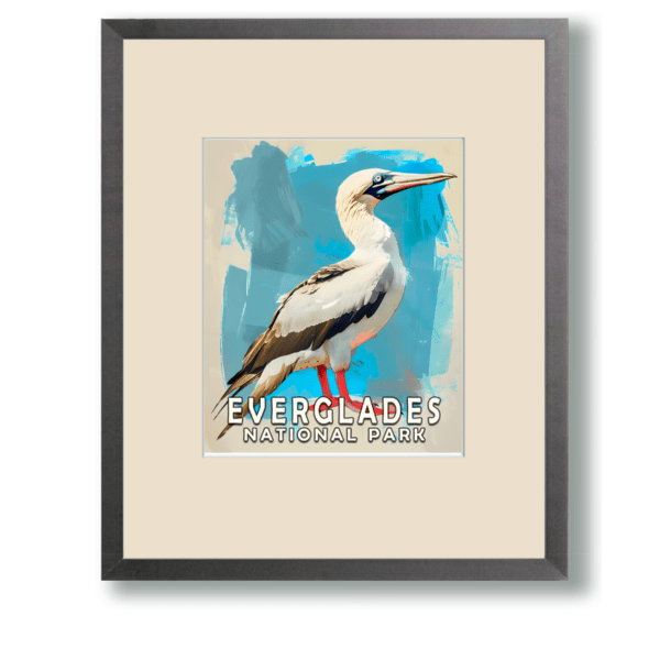 Red Footed Boobie Art Print - Mowbi's Everglades