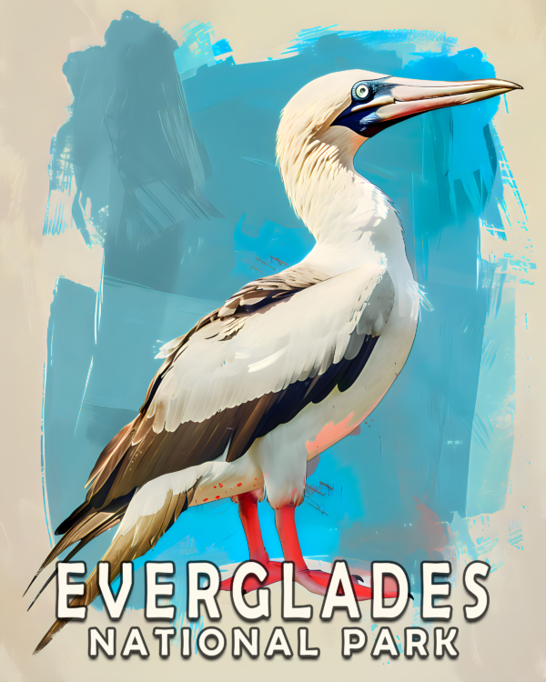 Red Footed Boobie Art Print - Mowbi's Everglades National Park