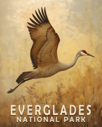 Flying Sandhill Crane Art Print - Mowbi's Everglades National Park