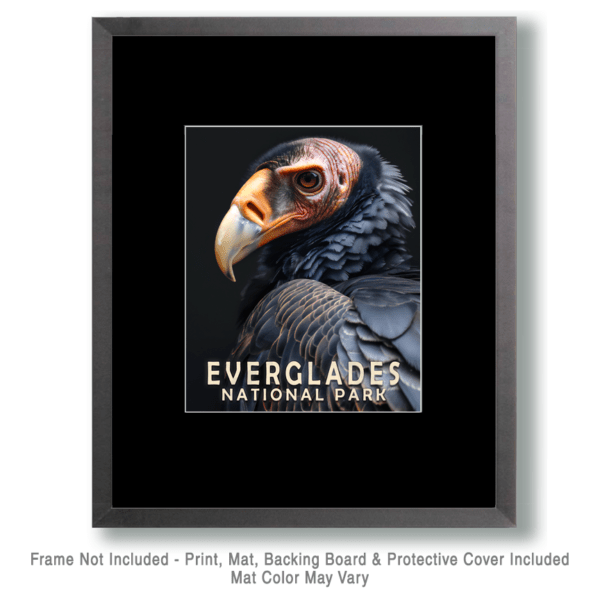 Vulture Art Print - Mowbi's Everglades