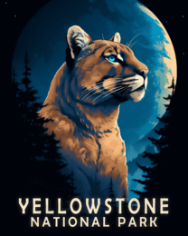 Mountain Lion - Yellowstone National Park 8"x10" Art Print