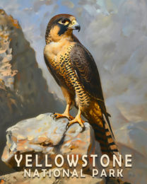 Peregrine Falcon - Yellowstone National Park Art Print