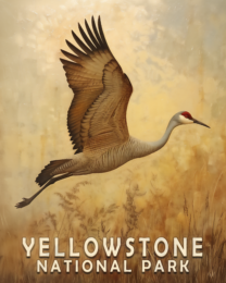 Sandhill Crane - Yellowstone National Park 8"x10" Art Print