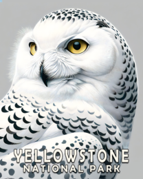 Snowy Owl - Yellowstone National Park Art Print