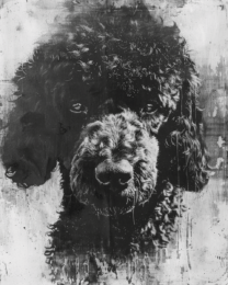 Grunge Poodle Art Print