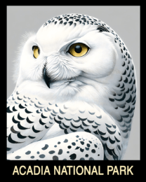 Snowy Owl - Acadia Maine Souvenir Home Decor Wall Art Prints