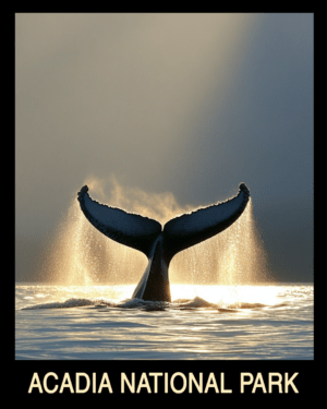 Whale Tail - Acadia Maine Souvenir Home Decor Wall Art Prints