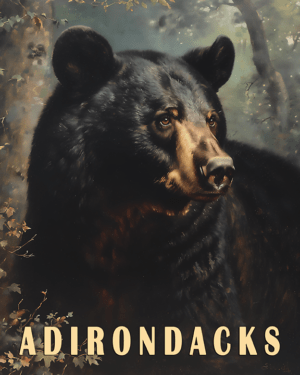 Bear - Adirondack State Park Souvenir Home Decor Wall Art Prints