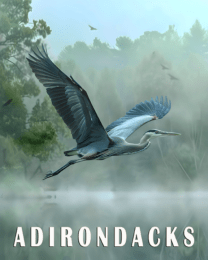 Blue Heron - Adirondack State Park Souvenir Home Decor Wall Art Prints