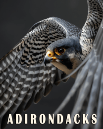 Peregrine Falcon - Adirondack State Park Souvenir Home Decor Wall Art Prints