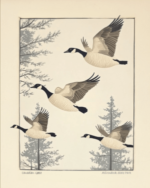 Canadian Geese Taking Flight - Adirondack State Park Home Decor Wall Art Prints