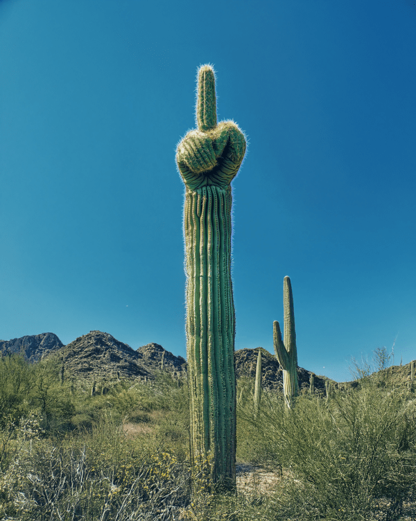 Saguaro Giving the Finger