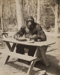 Sasquatch Picnic