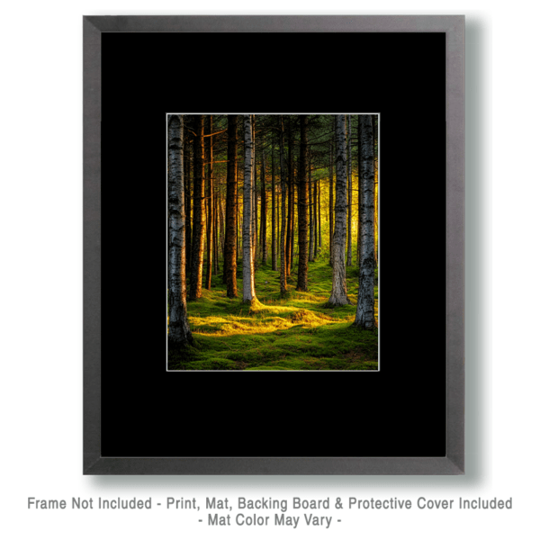 Deep Wood - Great North Woods Art Print