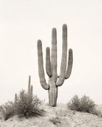 Vintage Saguaro Photo - Southwestern Wall Art Prints