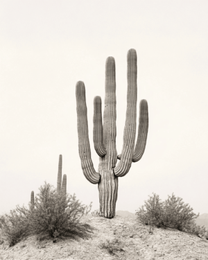 Vintage Saguaro Photo - Southwestern Wall Art Prints