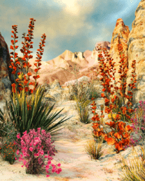 Sonoran Desert Flora - Southwestern Wall Art Prints