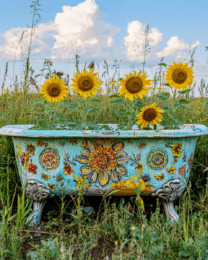 Sunflowers in Bathtub