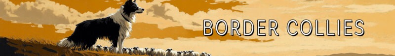 Border Collie Banner