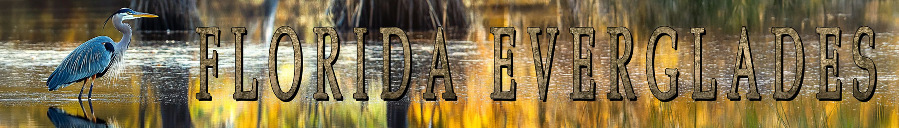 Everglades Art Banner