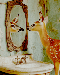 Deer Looking in Mirror