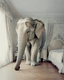 The Elephant in the Bedroom