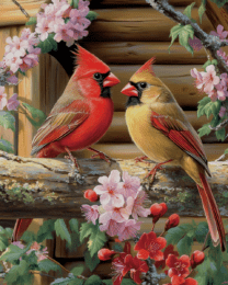 Pair of Cardinals in Spring